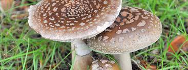 Attēlu rezultāti vaicājumam “Amanita”
