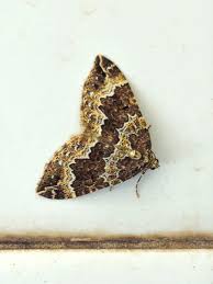 Attēlu rezultāti vaicājumam “Lampropteryx suffumata”