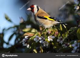 Attēlu rezultāti vaicājumam “Carduelis carduelis adult”