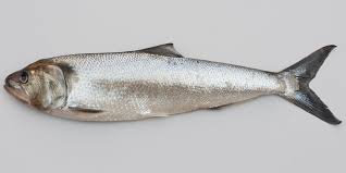 Image result for Alosa alosa