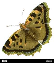 Attēlu rezultāti vaicājumam “Nymphalis polychloros upperside”