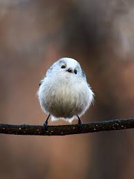 Attēlu rezultāti vaicājumam “Aegithalos caudatus”