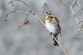 Attēlu rezultāti vaicājumam “Turdus pilaris adult”
