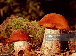 Attēlu rezultāti vaicājumam “Leccinum aurantiacum”