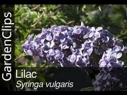 Attēlu rezultāti vaicājumam “Syringa vulgaris flower”