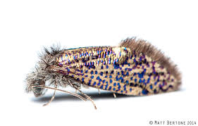 Attēlu rezultāti vaicājumam “Eriocraniidae”