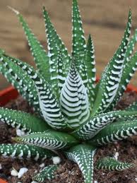 Image result for Haworthia