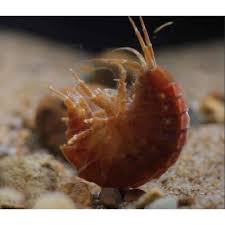 Attēlu rezultāti vaicājumam “Amphipoda”