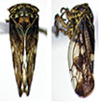 Attēlu rezultāti vaicājumam “Oncopsis sp.”