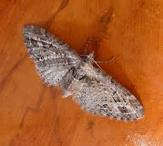 Attēlu rezultāti vaicājumam “Eupithecia exiguata”