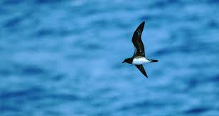 Image result for Pterodroma feae