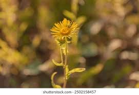 Attēlu rezultāti vaicājumam “Inula britannica flower”