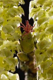 Attēlu rezultāti vaicājumam “Corylus avellana male flower”