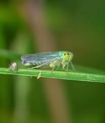 Attēlu rezultāti vaicājumam “Cicadella viridis female”