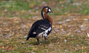 Image result for Branta ruficollis