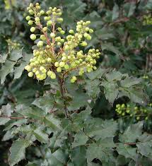 Attēlu rezultāti vaicājumam “Mahonia aquifolium”