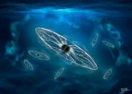 Attēlu rezultāti vaicājumam “Amaurochaete fusiformis”