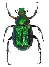 Attēlu rezultāti vaicājumam “Gnorimus variabilis”