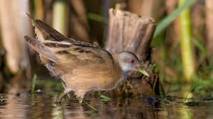 Image result for Porzana parva