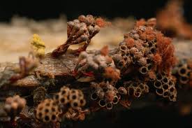 Attēlu rezultāti vaicājumam “Metatrichia vesparia spores”