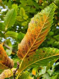 Attēlu rezultāti vaicājumam “Melampsoridium sp.”