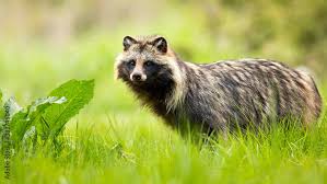 Attēlu rezultāti vaicājumam “Nyctereutes procyonoides”