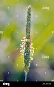 Attēlu rezultāti vaicājumam “Alopecurus pratensis flower”