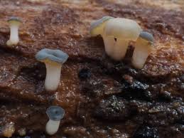 Attēlu rezultāti vaicājumam “Cudoniella clavus”