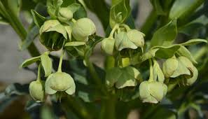 Image result for Nieswurz