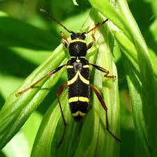 Attēlu rezultāti vaicājumam “Clytus arietis”