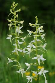 Attēlu rezultāti vaicājumam “Platanthera bifolia leaf”