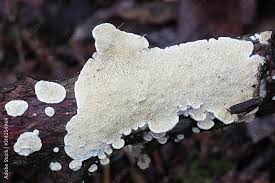 Attēlu rezultāti vaicājumam “Irpex lacteus”