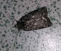 Attēlu rezultāti vaicājumam “Nycteola sp.”