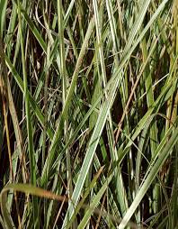 Attēlu rezultāti vaicājumam “Phalaroides arundinacea fruit”