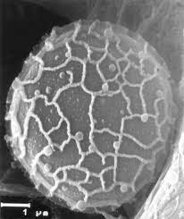 Attēlu rezultāti vaicājumam “Physarum bitectum sessile”