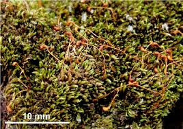 Attēlu rezultāti vaicājumam “Bryum funkii cells”