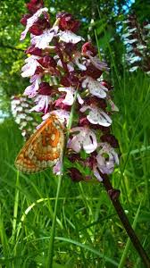 Attēlu rezultāti vaicājumam “Euphydrias aurinia”