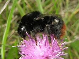 Attēlu rezultāti vaicājumam “Bombus lapidarius”