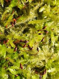 Attēlu rezultāti vaicājumam “Brachythecium rutabulum”