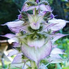 Image result for Salvia sclarea