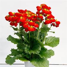 Image result for Calceolaria