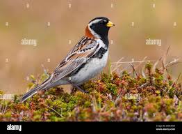 Image result for Calcarius lapponicus