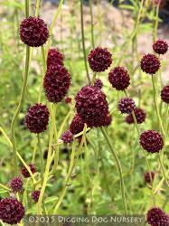 Attēlu rezultāti vaicājumam “Sanguisorba officinalis bud”