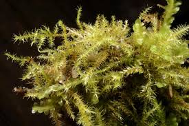 Attēlu rezultāti vaicājumam “Campylium protensum”