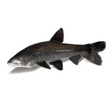 Image result for Mylopharyngodon piceus