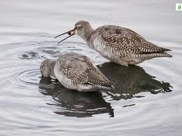 Image result for Tringa erythropus