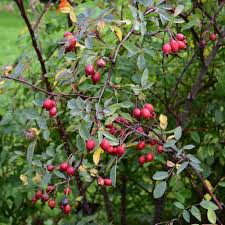 Attēlu rezultāti vaicājumam “Rosa glauca”