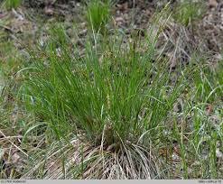 Attēlu rezultāti vaicājumam “Carex appropinquata”