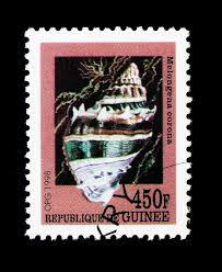 Image result for Melongena corona