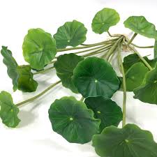 Attēlu rezultāti vaicājumam “Hydrocotyle vulgaris leaf”